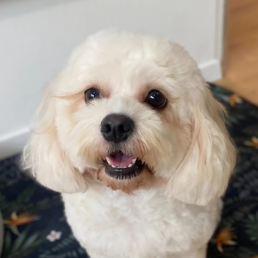 Dog Grooming Studio