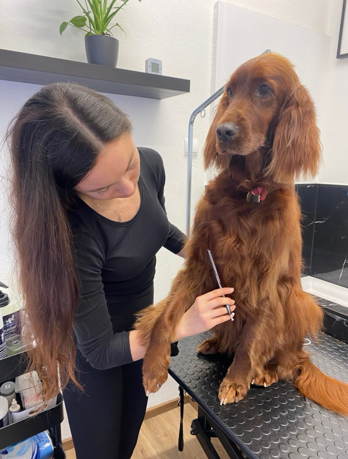 Timea combing an Irish Setter on the grooming table