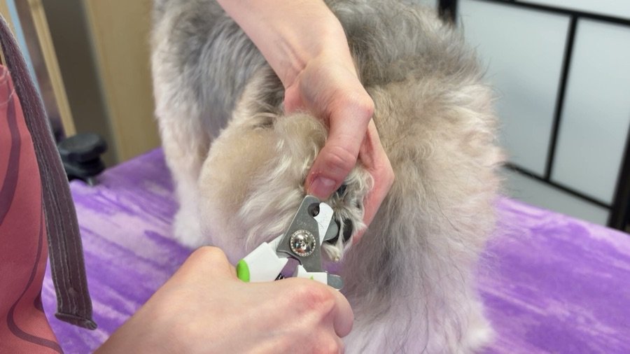 Trimming the tip of a dog's nail