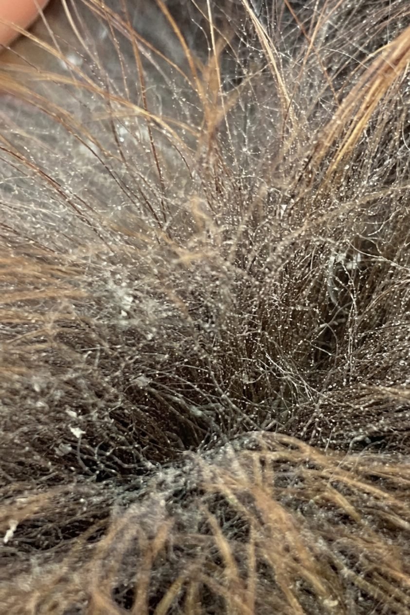 Dry, flaky skin and a dull coat