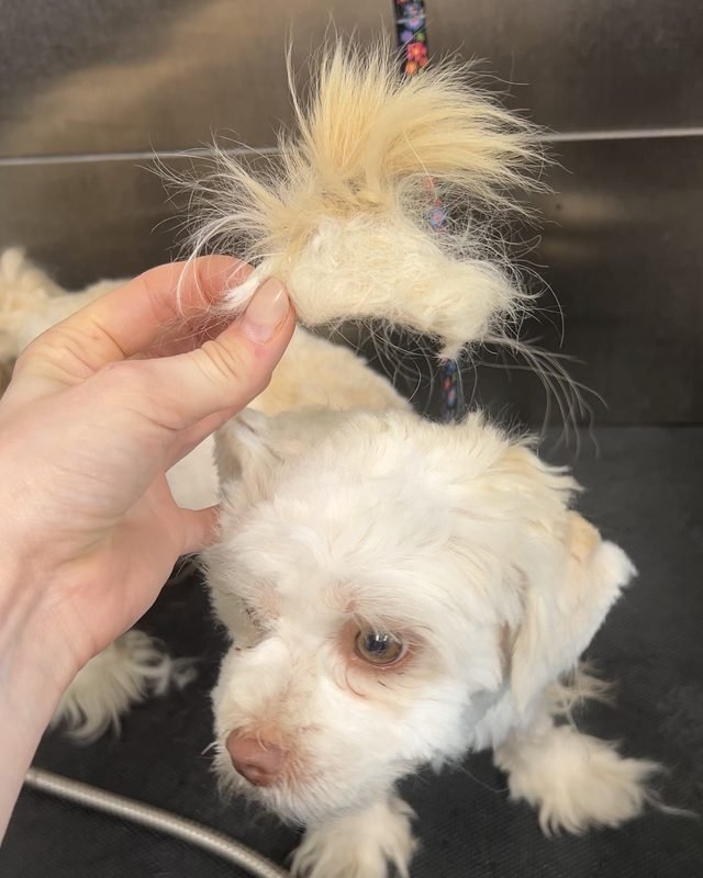A groomer lifting a mat from behind a dog's ear