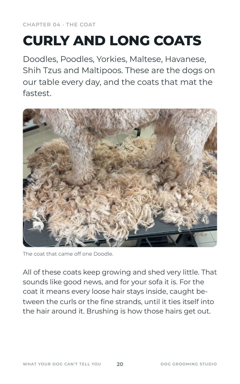 Curly and long coats