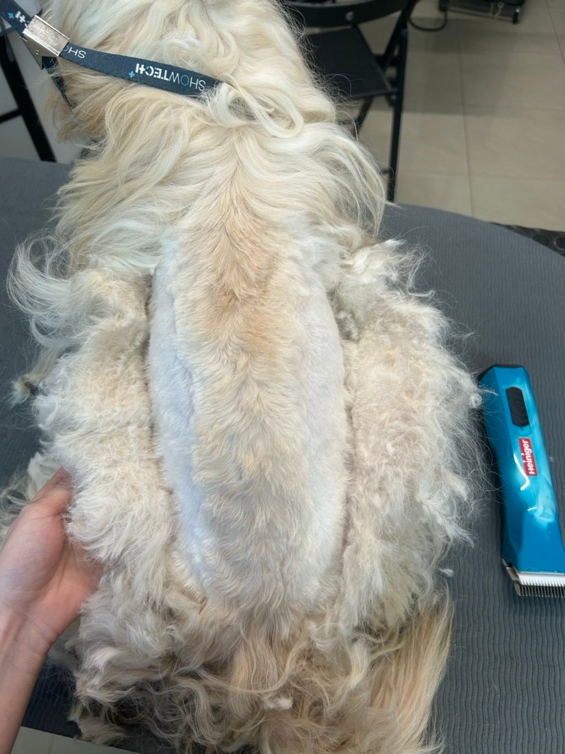 The matted coat of the Shih Tzu from our story, with a strip clipped down to the skin